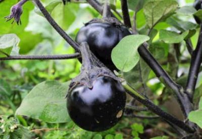 歡迎訪問湖北兆至農業投資集團股份有限公司！